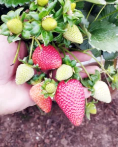 Araucária espera colher cerca de 5 mil toneladas de morango este ano