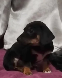 Família está a procura de filhote da raça dachshund que sumiu no Campina da Barra