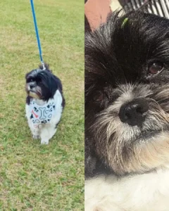 Família pede ajuda para encontrar cachorrinho Shih Tzu que desapareceu no Capela Velha