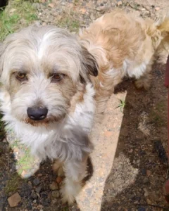 Moradora está doando cachorro resgatado no Campina da Barra