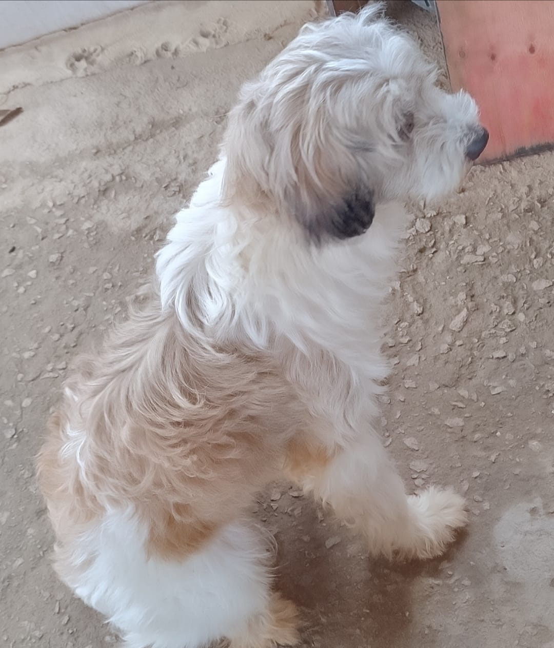 Moradora está doando cachorro resgatado no Campina da Barra