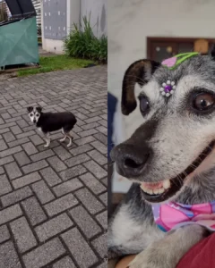 Pinscher encontrada no bairro Fazenda Velha procura novo lar