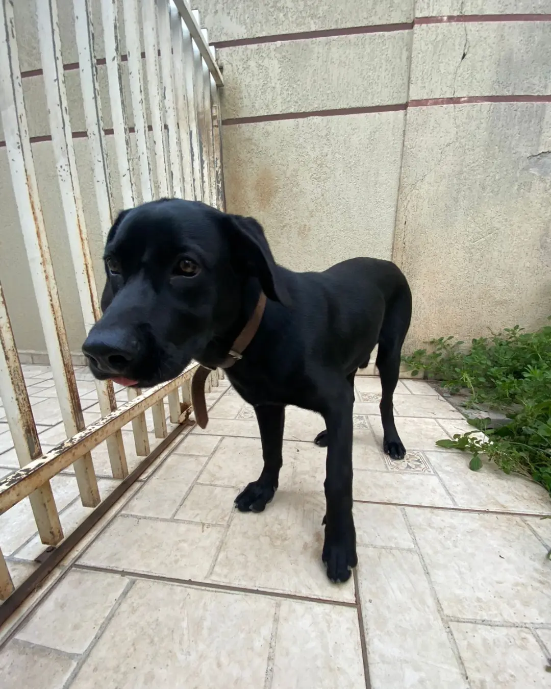 Procura-se dono de cachorro encontrado próximo ao banco da Caixa Econômica na Av. Victor do Amaral