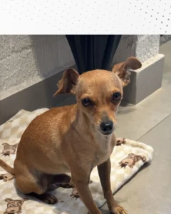 Procura-se dono de Pinscher encontrado próximo à Praça da Bíblia