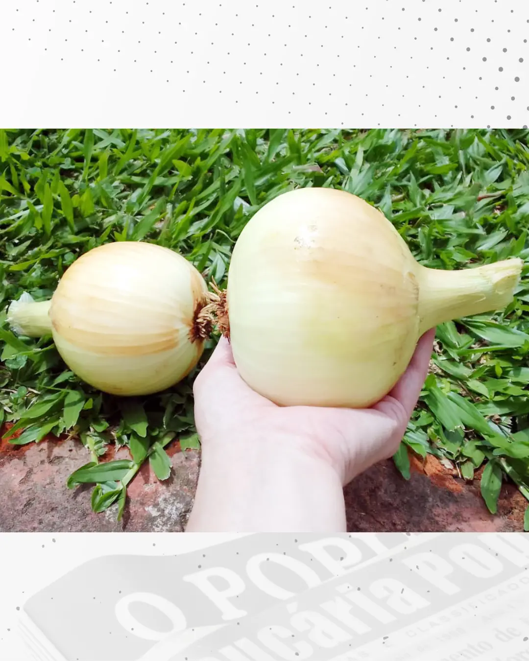 Agricultor do São Miguel leva um susto ao colher cebolas gigantes