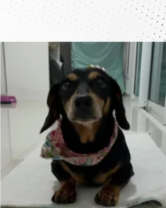 Ajude a encontrar a cachorrinha Marrie