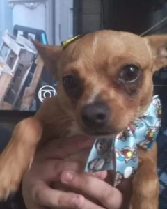 Ajude a encontrar o Fred! O pinscher sumiu no bairro Passaúna