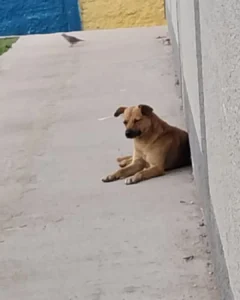 Professor é acusado de agredir cachorro dentro de sala de aula do Agalvira