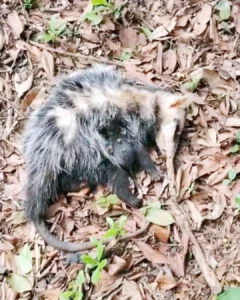 Saiba como proceder com segurança ao se deparar com um animal silvestre