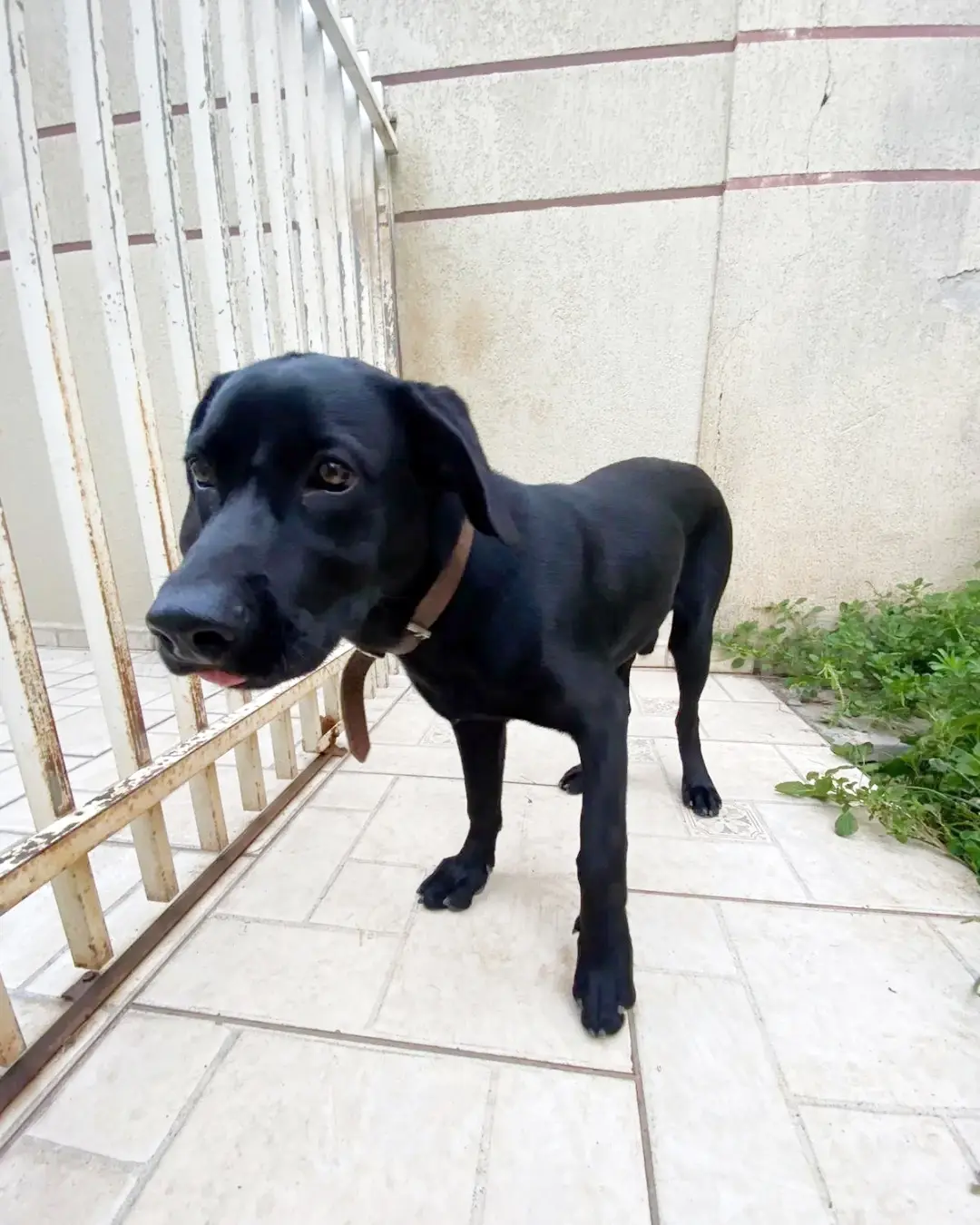 Tutor de cãozinho encontrado no Centro ainda não foi localizado