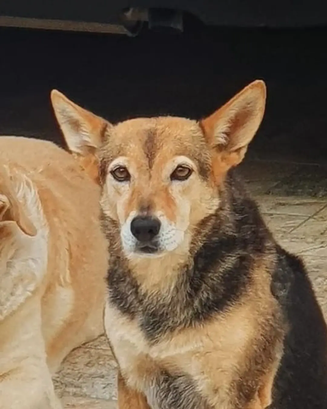 Tutora pede ajuda para encontrar cachorrinha que desapareceu no Vila Nova