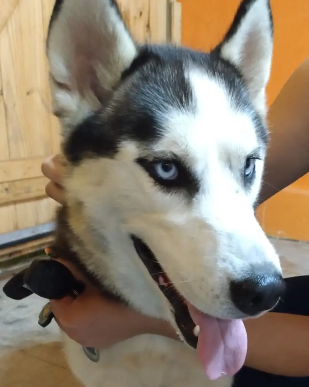 Moradores do Fazenda Velha encontram Husky perdida e pedem ajuda para localizar os donos