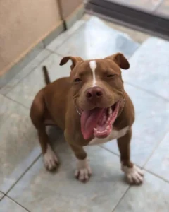 Ajude a encontrar o pitbull Apolo que desapareceu próximo à rotatória do Maranhão