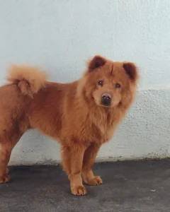 Cachorrinho da raça Chow-Chow está à procura de um lar