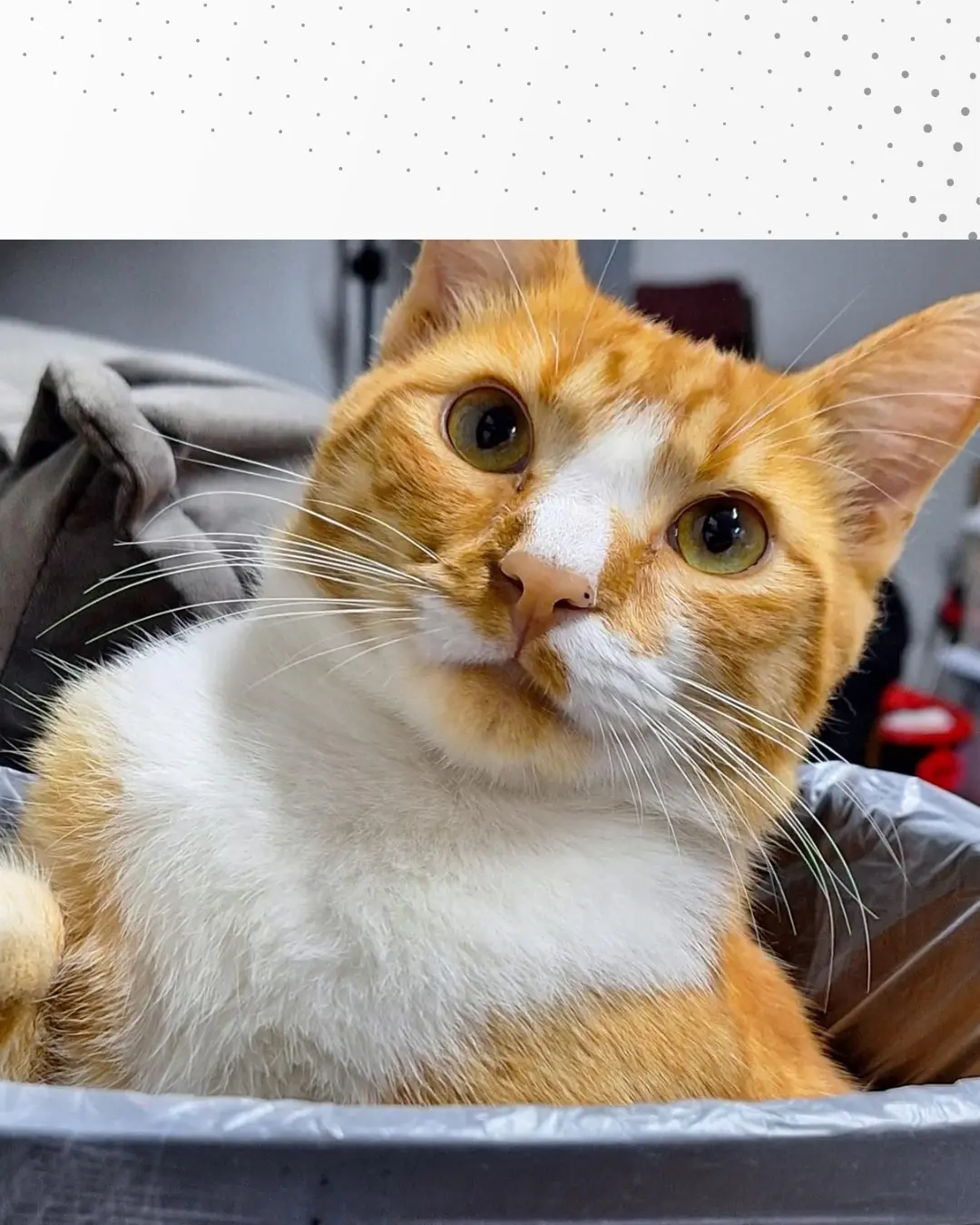 Família pede ajuda para encontrar gatinho Oliver que desapareceu na região do Arvoredo