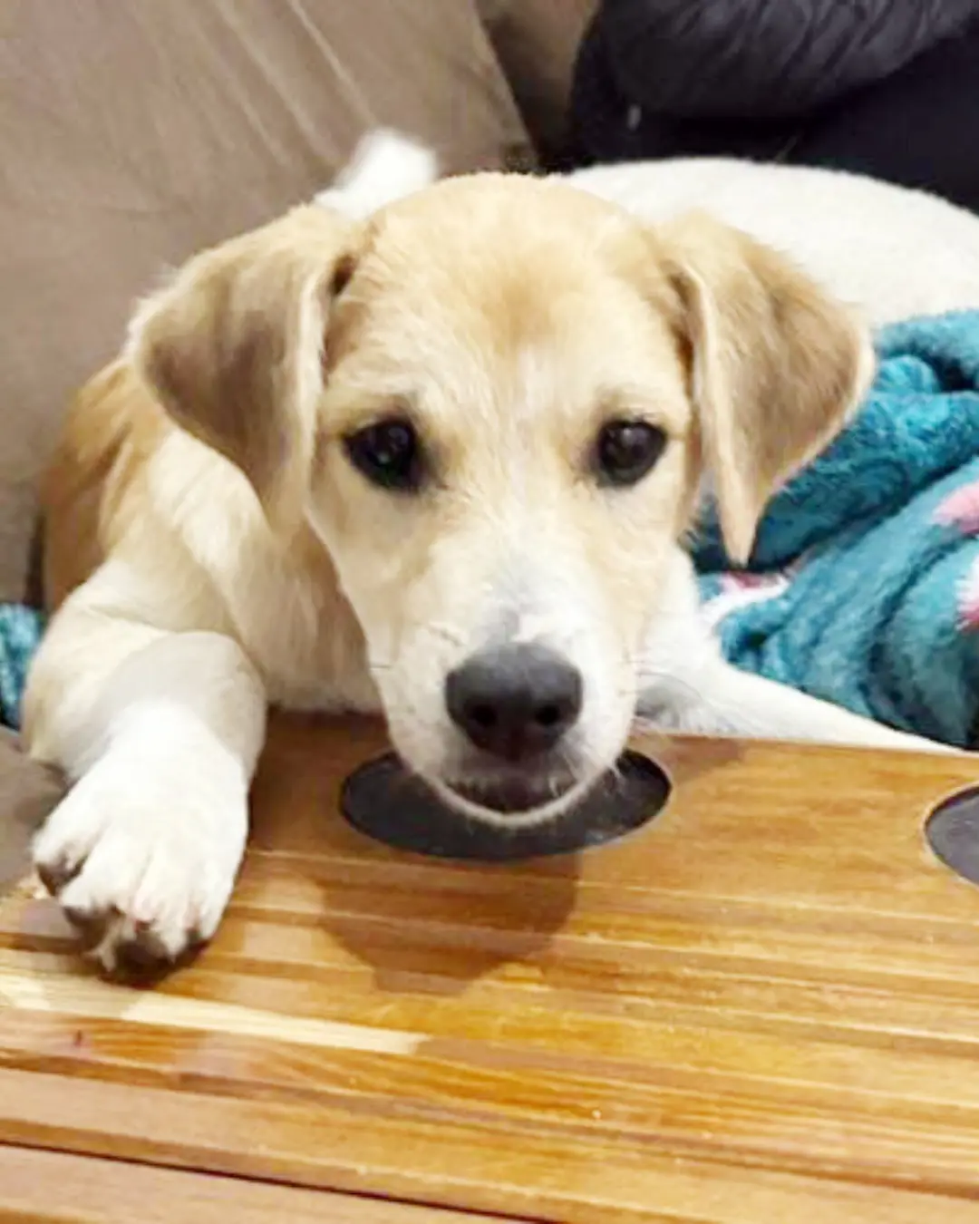 Feira de Adoção promovida pelo Instituto Apadrinhamento Canino acontece neste sábado (25)