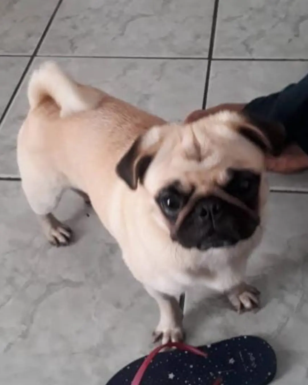 Moradora do Capela Velha pede ajuda para encontrar cachorrinha Luna