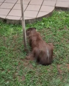 SMMA pede ajuda de moradores para locali­zar capivara perdida na região central