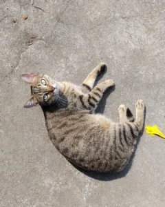 Ajude a encontrar a gatinha Mary que desapareceu no Capela Velha