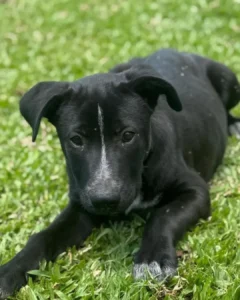 Ajude a encontrar o Rock, ele desapareceu na área rural de Campo Tomaz