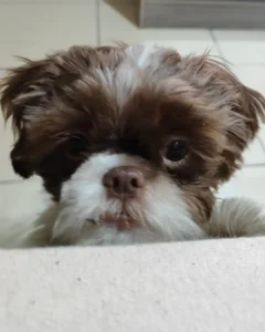 Família do Capela Velha está aflita à procura do Shih Tzu Théo