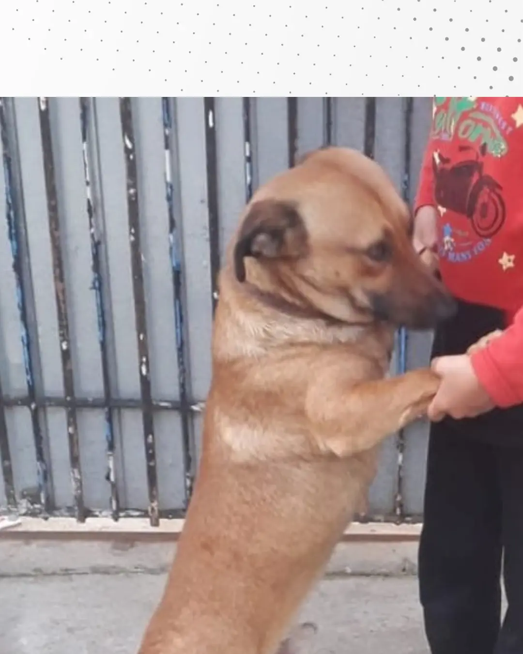 Família está à procura do cachorrinho Amarelo
