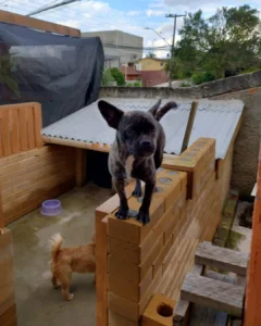 Onde está Mavis? Ajude a encontrar cachorrinha que desapareceu no Fazenda Velha