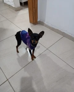 Tutor pede ajuda para achar cachorrinho que desapareceu no Capela Velha