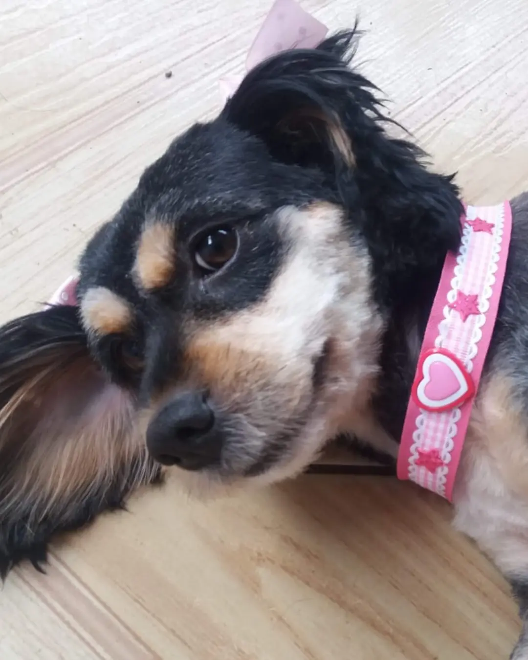 Ajude a encontrar a cachorrinha Sandy que desapareceu no Campina da Barra