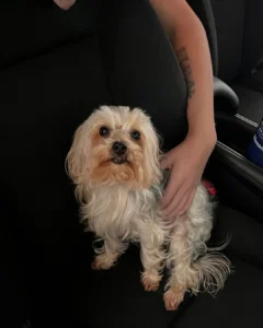 Ajude a encontrar Princesa