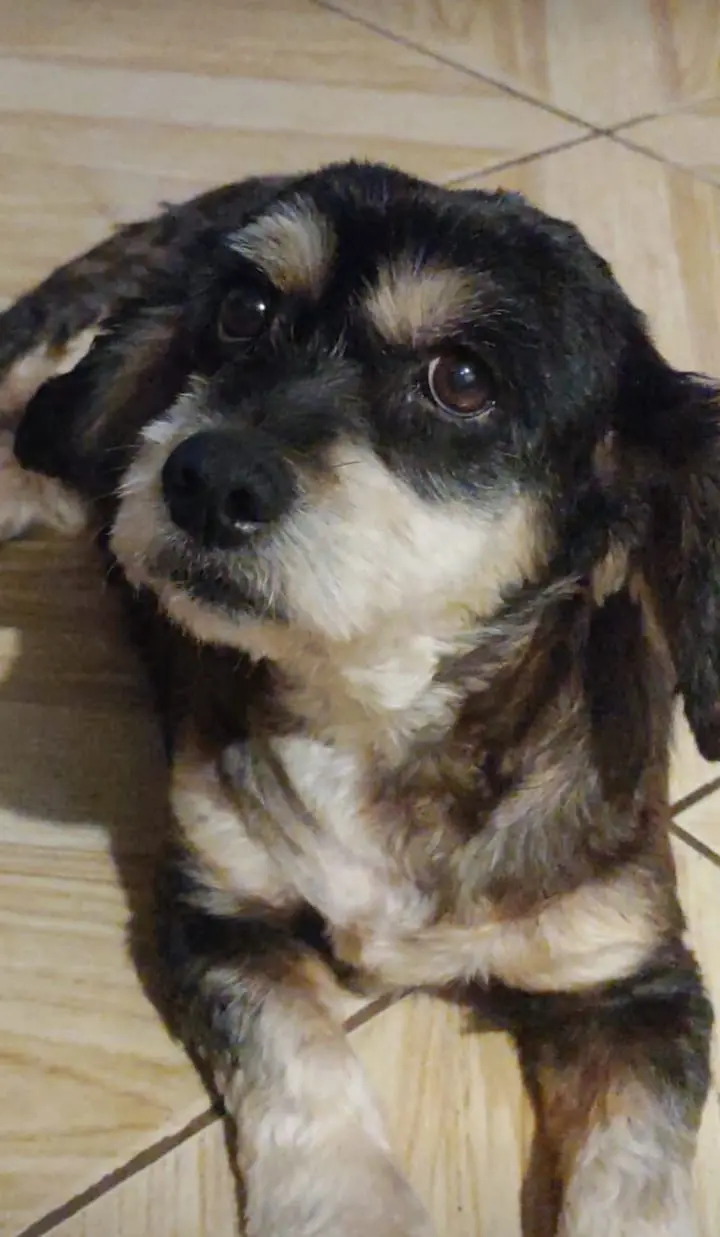 Ajude a encontrar a cachorrinha Sandy que desapareceu no Campina da Barra