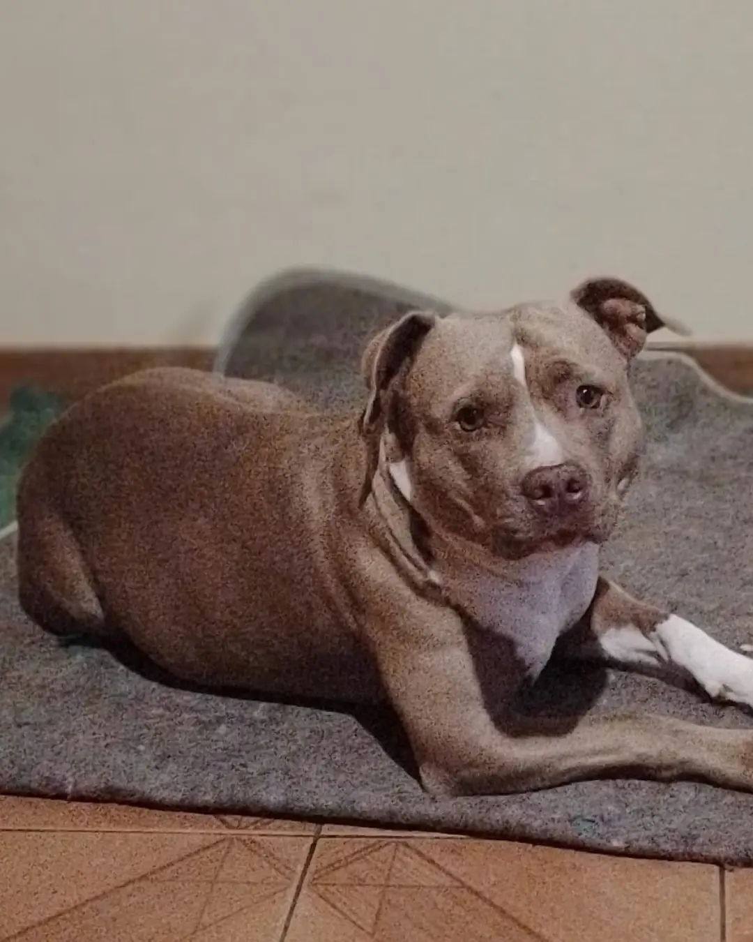 Família está à procura da cachorrinha Pitty que desapareceu próximo ao Supermercado Agricer