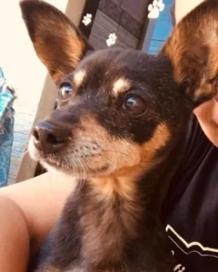Ajude a encontrar a pinscher Nega que desapareceu no bairro Estação
