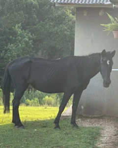 Você viu uma Égua por aí? Ajude a encontrar a Ventania, égua que desapareceu na região do Capela Velha