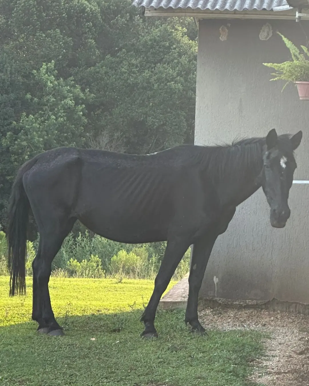Você viu uma Égua por aí? Ajude a encontrar a Ventania, égua que desapareceu na região do Capela Velha