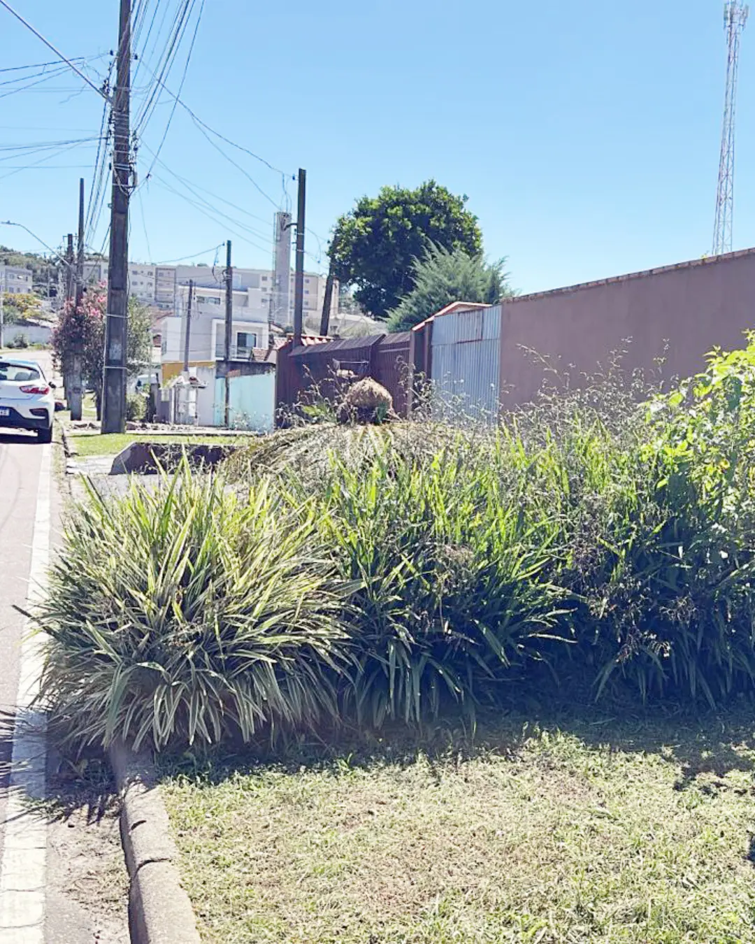 Calçadas danificadas ou obstruídas por plantas causam transtornos a moradores