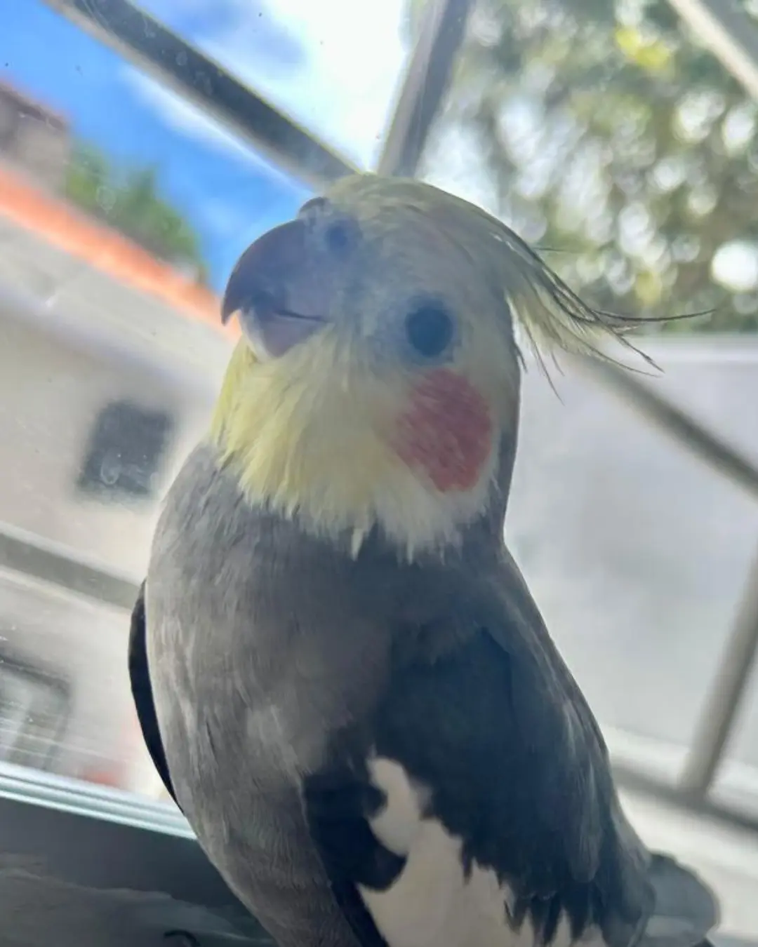 Família pede ajuda para encontrar calopsita que desapareceu no Capela Velha