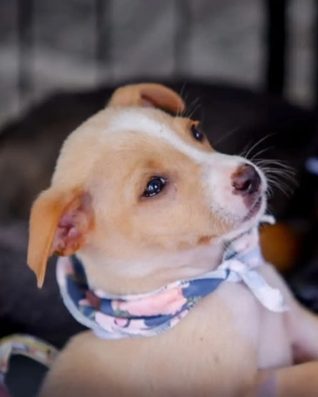 Feira de Adoção: 91 cães e gatos encontraram um novo lar!