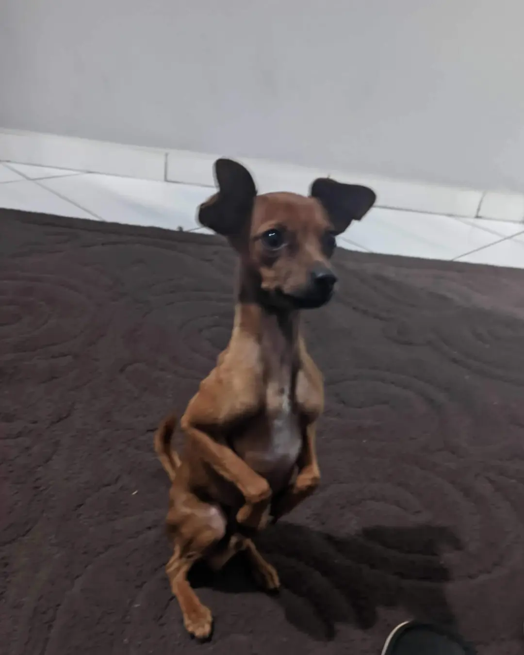 Ajude a encontrar o Tunico, pinscher que desapareceu no bairro Iguaçu