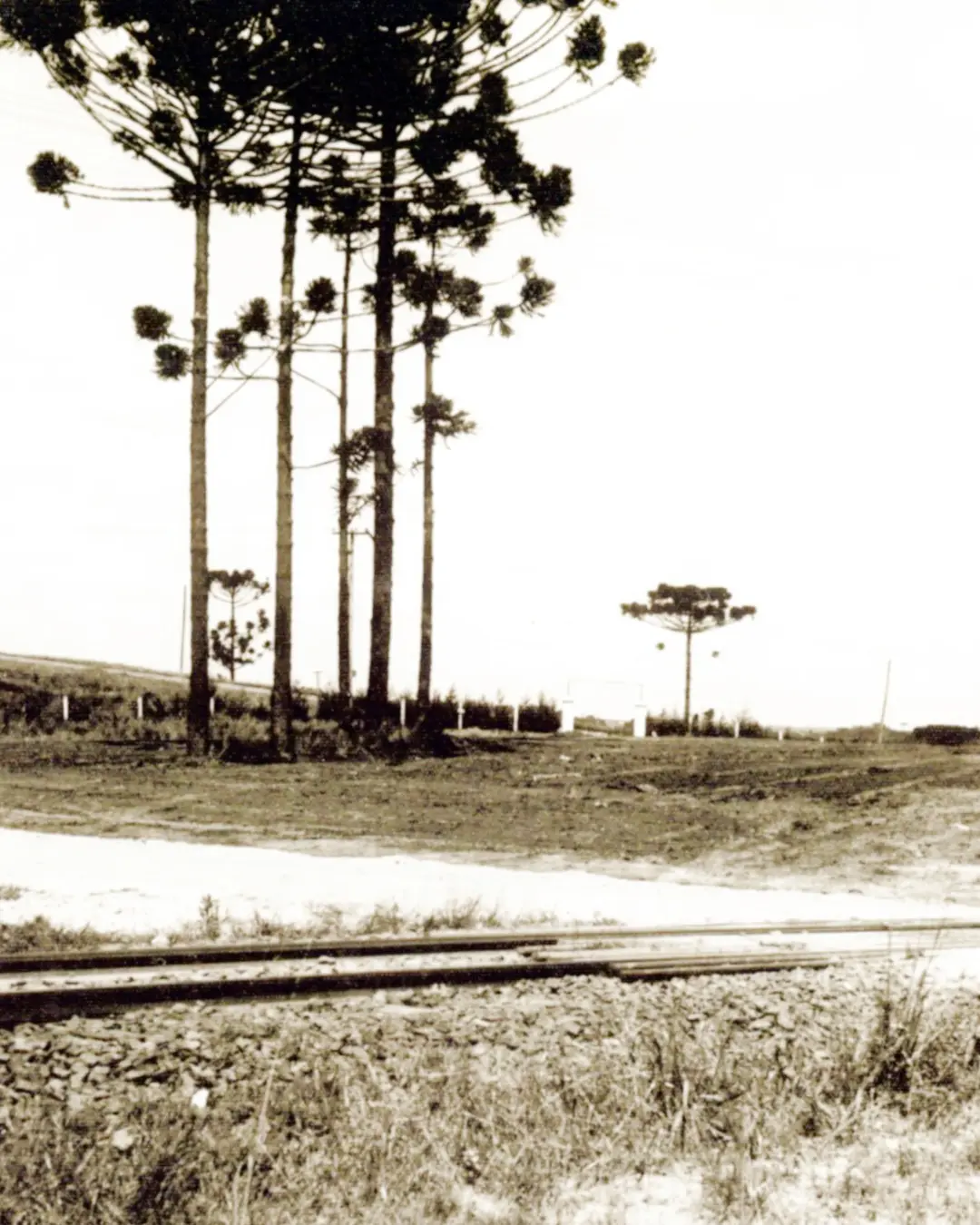 Terezinha Poly: O bairro Estação