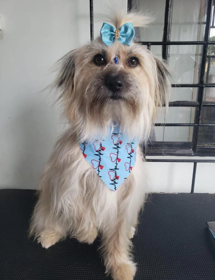 Cachorrinha Mikaela está sumida e família pede ajuda para encontrá-la