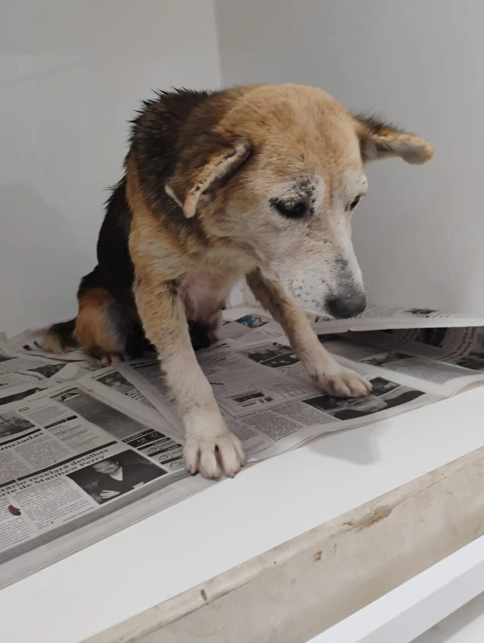 Moradora do Fazenda Velha pede ajuda para encontrar cachorrinha idosa