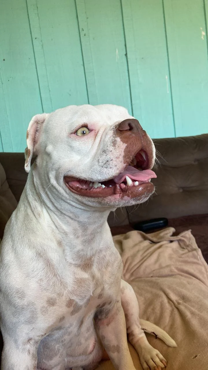 Ajude a achar a Jaddy! Cachorrinha desapareceu no início da semana