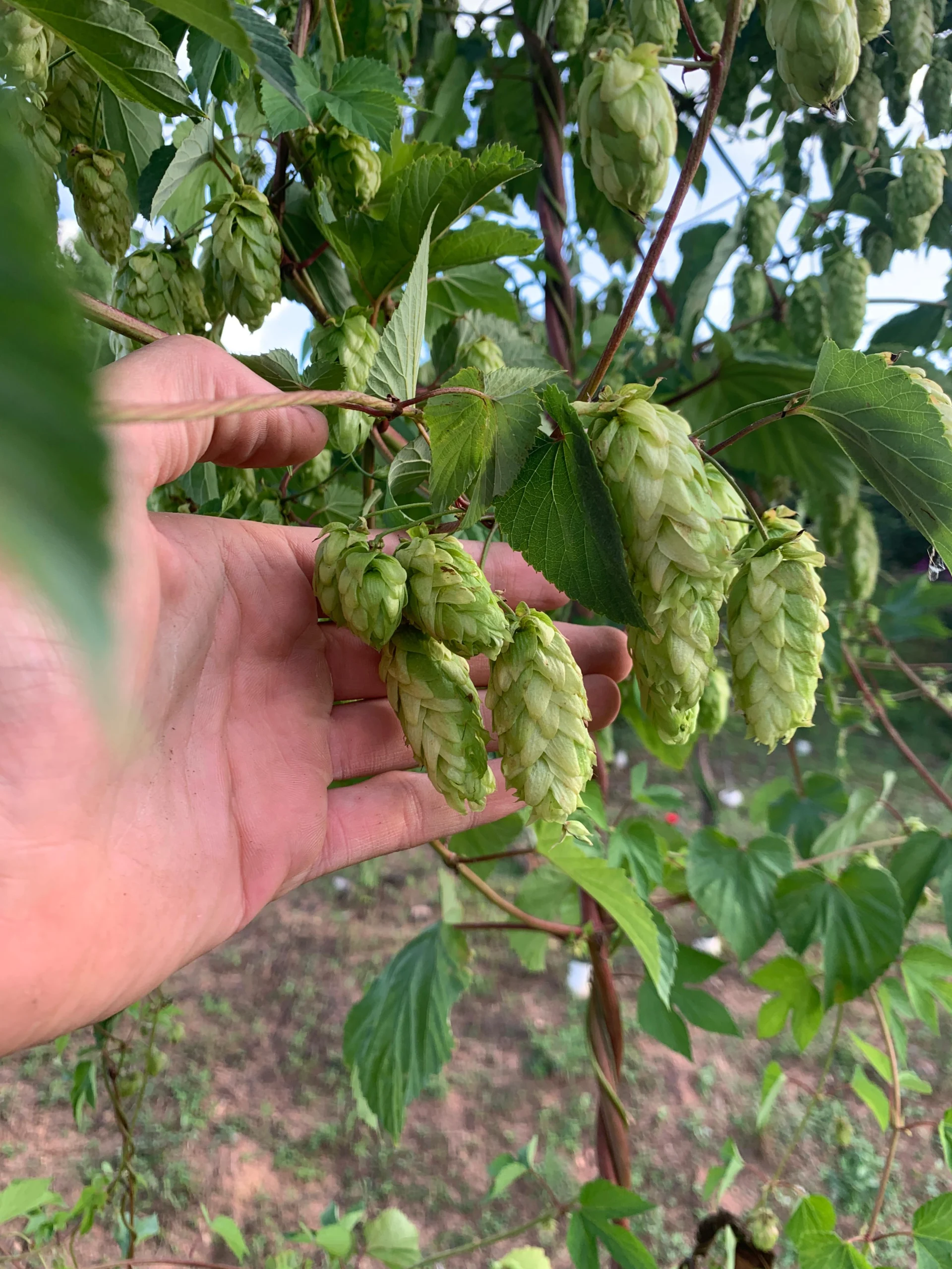 Festa da Cerveja será no dia 08 de junho na Chácara Campo Thomaz