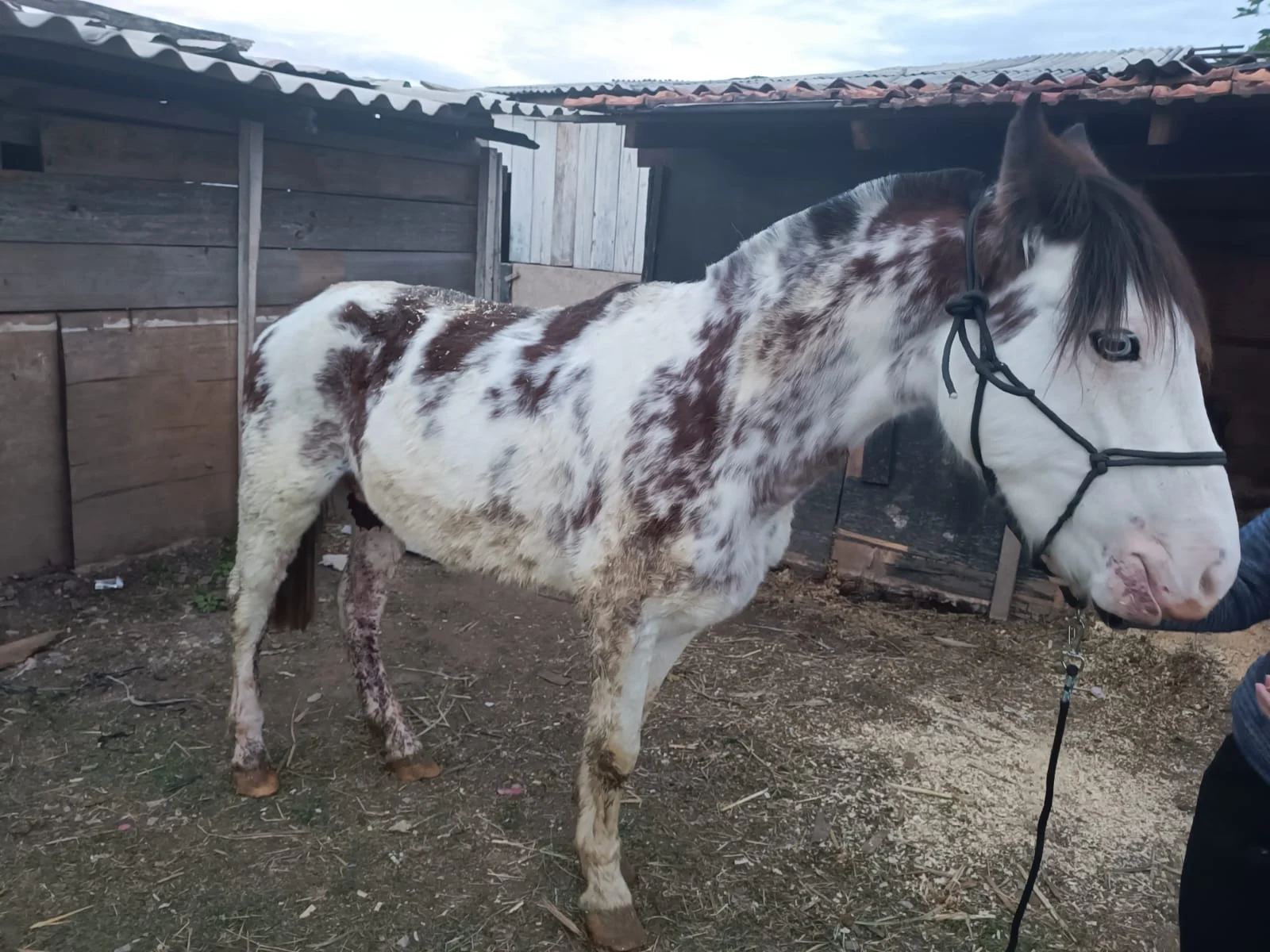 Homem é preso por maus-tratos a animais no Capela Velha