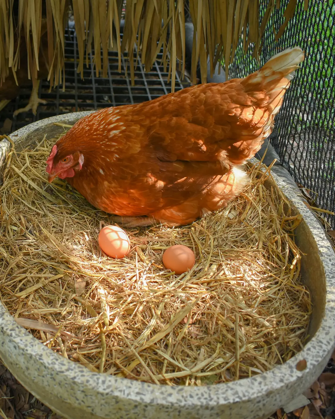 Agricultura orienta produtores sobre práticas corretas na produção de frango e ovos