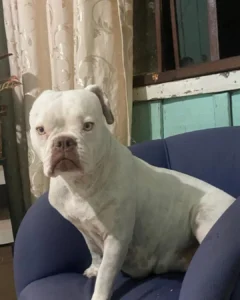 Ajude a achar a Jaddy! Cachorrinha desapareceu no início da semana