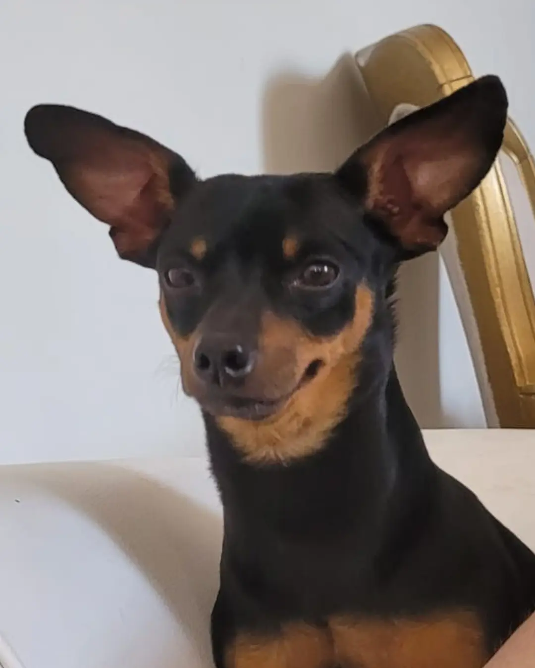 Ajude a encontrar o cachorrinho Catatau