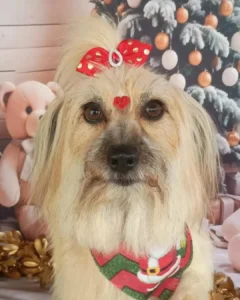 Cachorrinha Mikaela está sumida e família pede ajuda para encontrá-la