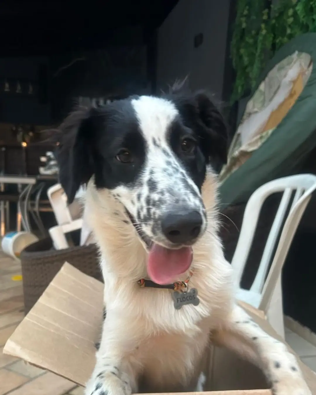 Família está desesperada a procura do cachorrinho Flocos